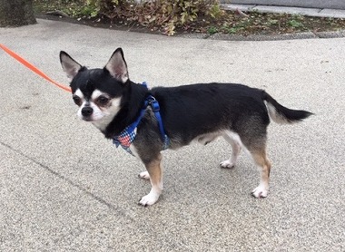 f:id:dog_life_saving:20181226144948j:image