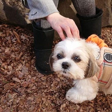 f:id:dog_life_saving:20190222131915j:plain