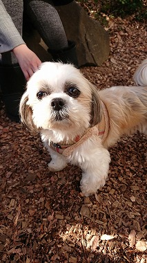 f:id:dog_life_saving:20190222131926j:plain