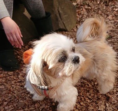 f:id:dog_life_saving:20190222131935j:plain