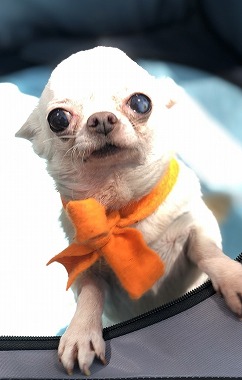 f:id:dog_life_saving:20190423144526j:plain