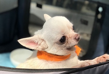 f:id:dog_life_saving:20190423144535j:plain