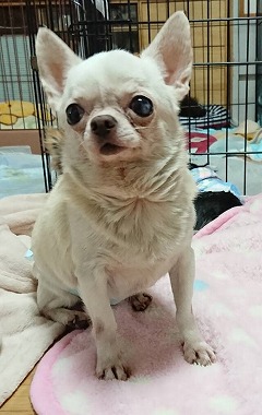 f:id:dog_life_saving:20190423144555j:plain