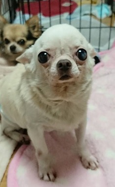 f:id:dog_life_saving:20190423144602j:plain