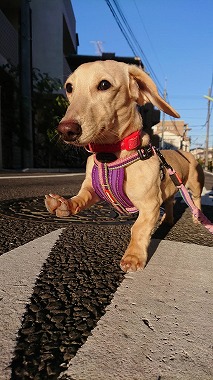 f:id:dog_life_saving:20190423144727j:plain f:id:dog_life_saving:20190423144727j:plain