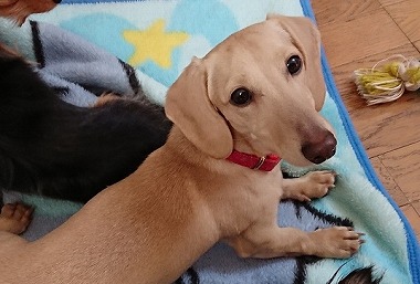 f:id:dog_life_saving:20190426140201j:plain f:id:dog_life_saving:20190426140201j:plain