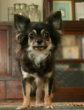 f:id:dog_life_saving:20190607132435j:plain