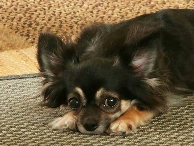 f:id:dog_life_saving:20190607132444j:plain