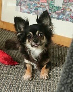 f:id:dog_life_saving:20190607132452j:plain f:id:dog_life_saving:20190607132452j:plain