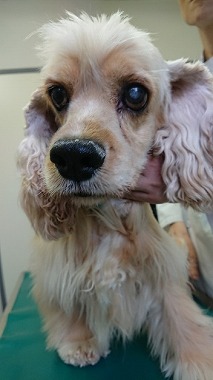 f:id:dog_life_saving:20190717145052j:plain
