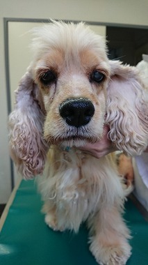 f:id:dog_life_saving:20190717145104j:plain