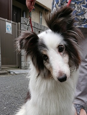 f:id:dog_life_saving:20190717145209j:plain