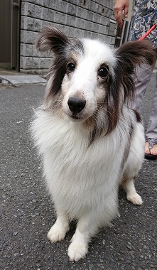 f:id:dog_life_saving:20190717145217j:plain