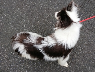 f:id:dog_life_saving:20190717145225j:plain f:id:dog_life_saving:20190717145225j:plain