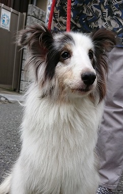 f:id:dog_life_saving:20190717145235j:plain f:id:dog_life_saving:20190717145235j:plain