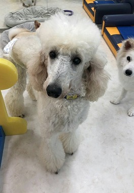 f:id:dog_life_saving:20190717145254j:plain f:id:dog_life_saving:20190717145254j:plain