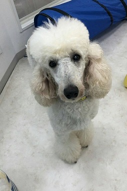 f:id:dog_life_saving:20190717145302j:plain