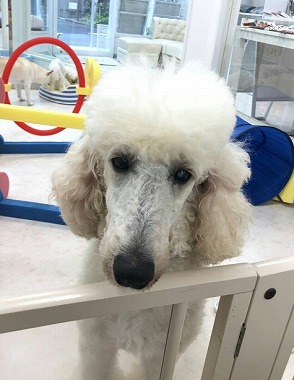 f:id:dog_life_saving:20190717145312j:plain