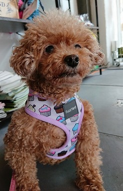 f:id:dog_life_saving:20190717145340j:plain