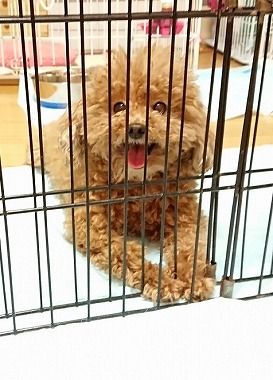 f:id:dog_life_saving:20190717145349j:plain