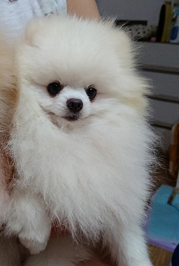 f:id:dog_life_saving:20190717145406j:plain