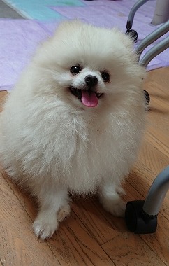 f:id:dog_life_saving:20190717145412j:plain