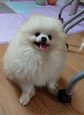 f:id:dog_life_saving:20190717145420j:plain