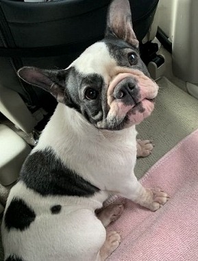 f:id:dog_life_saving:20190717145456j:plain