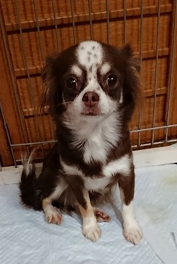 f:id:dog_life_saving:20190820131513j:plain f:id:dog_life_saving:20190820131513j:plain