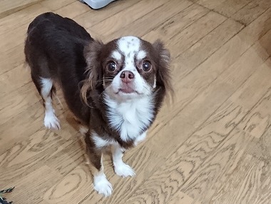 f:id:dog_life_saving:20190820131520j:plain