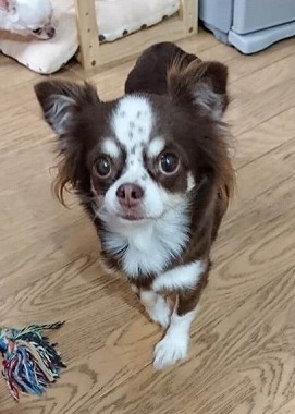 f:id:dog_life_saving:20190820131531j:plain