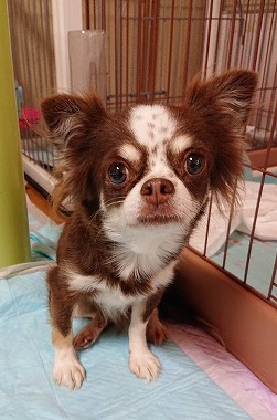 f:id:dog_life_saving:20190820131544j:plain