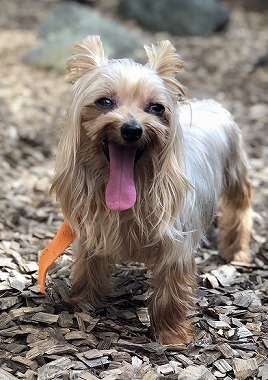 f:id:dog_life_saving:20190912121934j:plain f:id:dog_life_saving:20190912121934j:plain