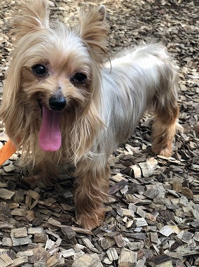 f:id:dog_life_saving:20190912121950j:plain