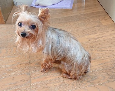 f:id:dog_life_saving:20190912131056j:plain f:id:dog_life_saving:20190912131056j:plain