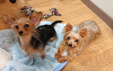 f:id:dog_life_saving:20190912131103j:plain f:id:dog_life_saving:20190912131103j:plain