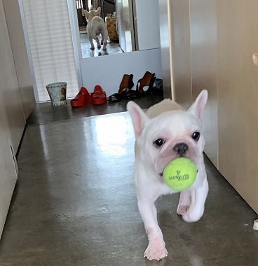 f:id:dog_life_saving:20191126131259j:plain