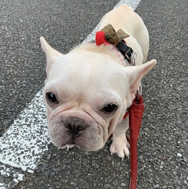 f:id:dog_life_saving:20191126131306j:plain