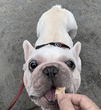 f:id:dog_life_saving:20191126131313j:plain