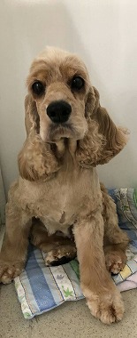 f:id:dog_life_saving:20191126131936j:plain