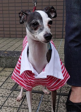 f:id:dog_life_saving:20191126133812j:plain