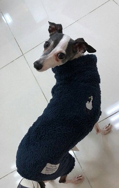 f:id:dog_life_saving:20191126133823j:plain