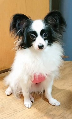f:id:dog_life_saving:20191126140655j:plain