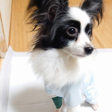 f:id:dog_life_saving:20191126140702j:plain