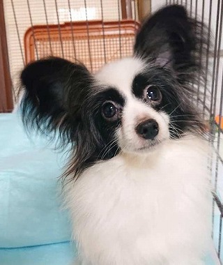 f:id:dog_life_saving:20191126140711j:plain
