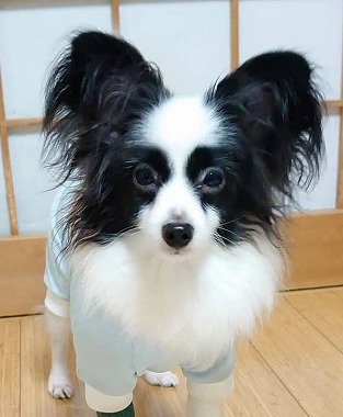 f:id:dog_life_saving:20191126140720j:plain