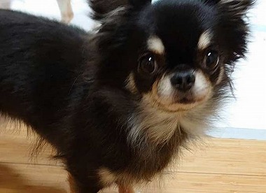 No.191121B-CWF（チワワ 5歳 2.5Kg ♀) - DogLifeSaving- 犬の紹介