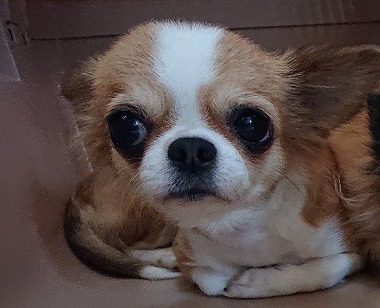 f:id:dog_life_saving:20191126143644j:plain