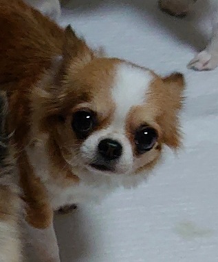 f:id:dog_life_saving:20191126143650j:plain