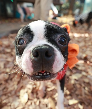 f:id:dog_life_saving:20200302135111j:plain f:id:dog_life_saving:20200302135111j:plain